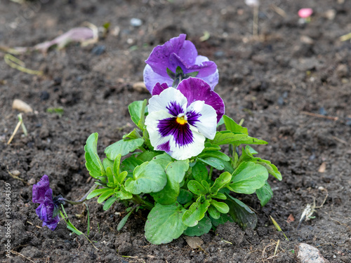 small colored pansies planted in the ground  spring planting time in the garden