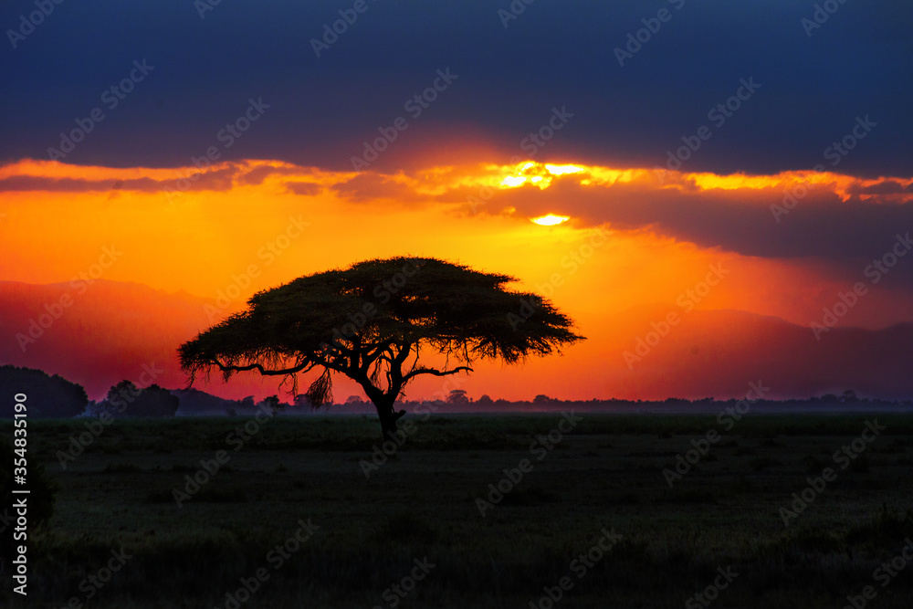 African tree silhouette on sunset in savannah, nature of Africa, Kenya

