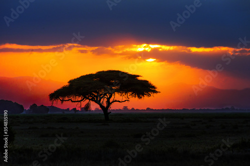African tree silhouette on sunset in savannah  nature of Africa  Kenya 