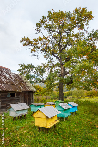 A group of beehives on a glade near an old weathered beekeeper house under a big tree in autumn time