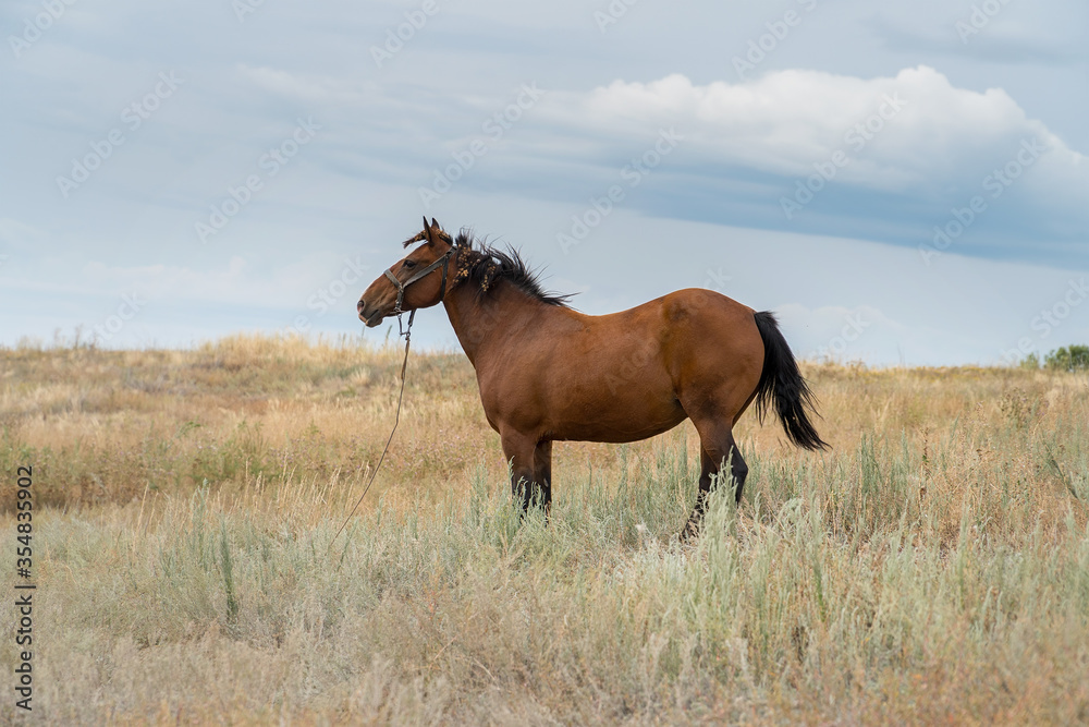 Red beautiful horse posing in a meadow in front of the camera Red beautiful horse posing in a meadow in front of the camera
