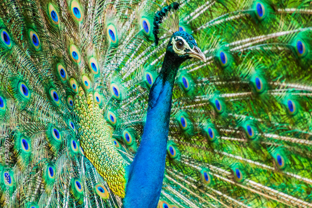 Fototapeta premium An Indian male peacock dancing 