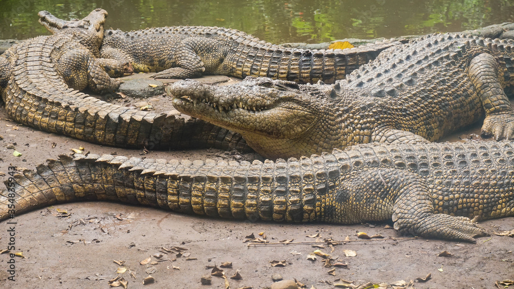Fototapeta premium The Giant Crocodile