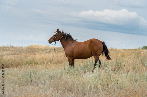 Red beautiful horse posing in a meadow in front of the camera © pro2audio