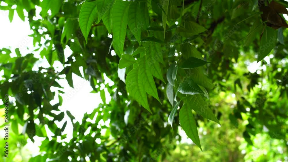 Detailed view of vibrant green leaves in sunlight, showcasing the natural beauty and freshness of foliage in a lush, verdant environment., Mahogany leaves Detailed view of vibrant green leaves in sunlight, showcasing the natural beauty and freshness of foliage in a lush, verdant environment., Mahogany leaves