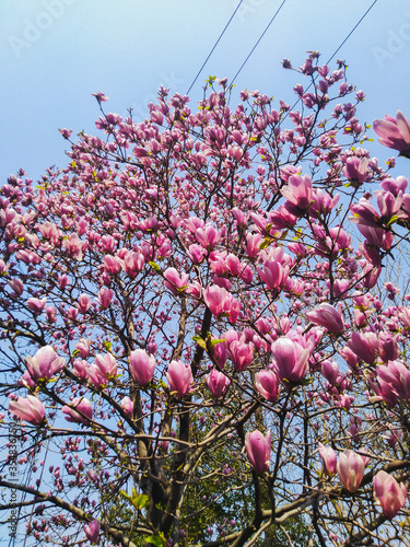 Trees with pink flowers are blooming in the spring