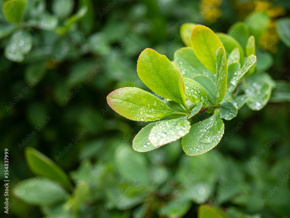 Transparent drops on green young barberry leaves. Transparent drops on green young barberry leaves.