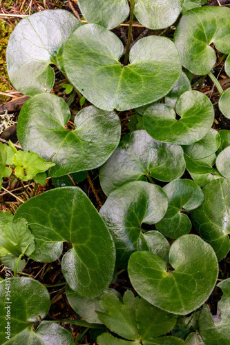 A bunch of leaves of a green fresh  plant in an evergreen forest; ; beautiful background; mobile phone photo