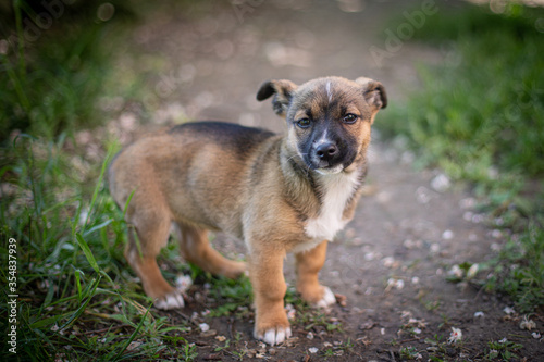 Puppy with spring foliage bokeh