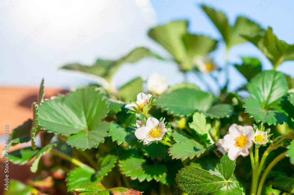 close-up of white strawberry flower in the vegetable garden close-up of white strawberry flower in the vegetable garden