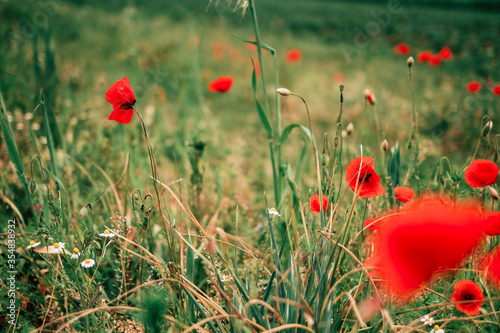 Red poppies on a flower meadow in spring