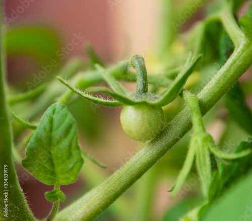 Garden and bush with green tomato.