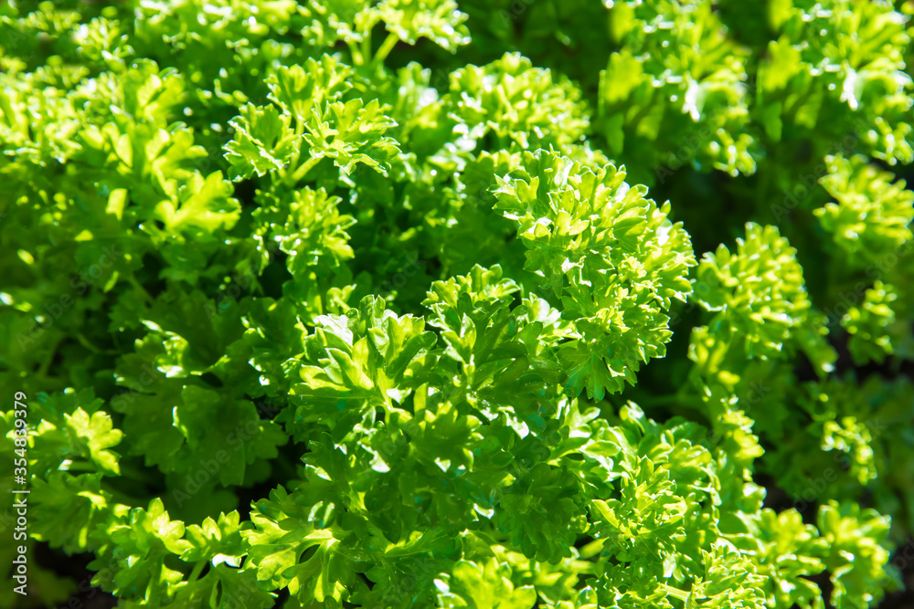 Parsley leaves in the garden in summer day. Parsley leaves in the garden in summer day.