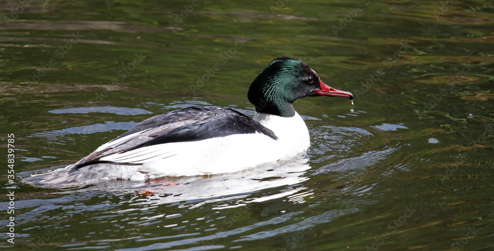 Male goosander bathing and preening on the river in Yorkshire UK Male goosander bathing and preening on the river in Yorkshire UK