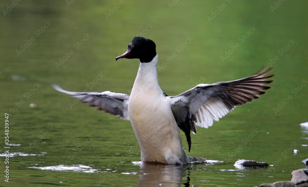 Male goosander bathing and preening on the river in Yorkshire UK Male goosander bathing and preening on the river in Yorkshire UK
