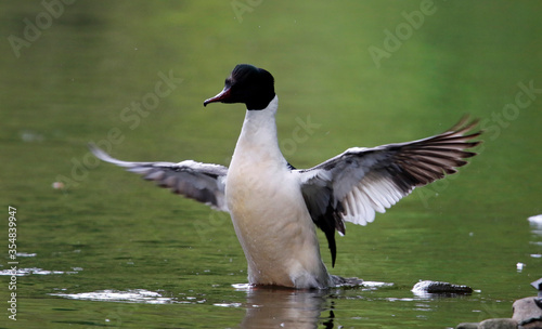 Male goosander bathing and preening on the river in Yorkshire UK