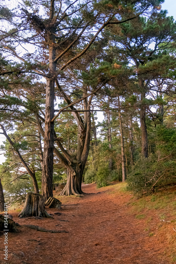 Fototapeta premium Forest on Bender Island in the Gulf of Morbihan. France