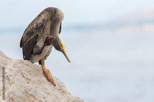 Cormorán moñudo, limpiándose las plumas en una roca en la orilla del mar photo