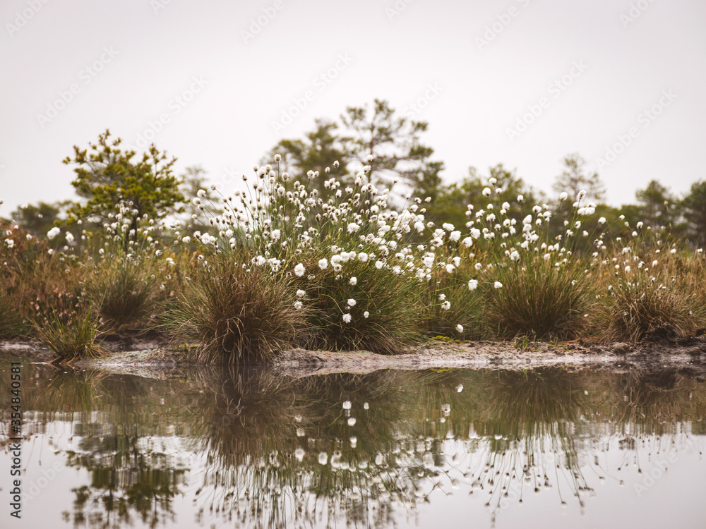 Swampy marsh in the bog, swamp cotton grass. Taken in a bog, Latvia Swampy marsh in the bog, swamp cotton grass. Taken in a bog, Latvia