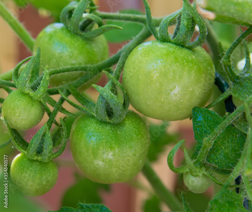 Garden and bush with green tomato. photo