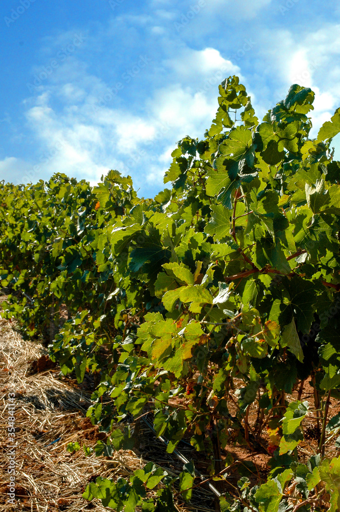 Campo de viñas para producción de vino