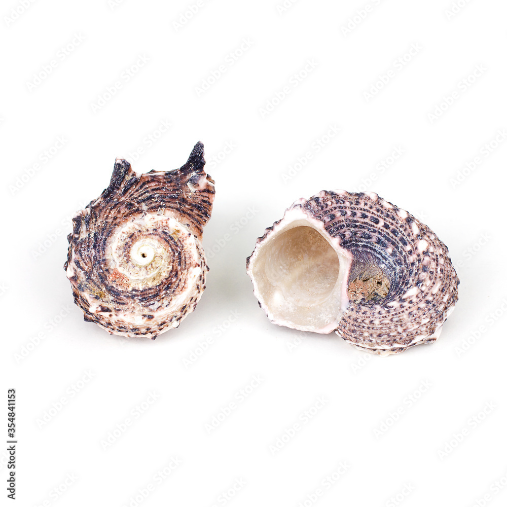 Sea shell on a white background Sea shell on a white background
