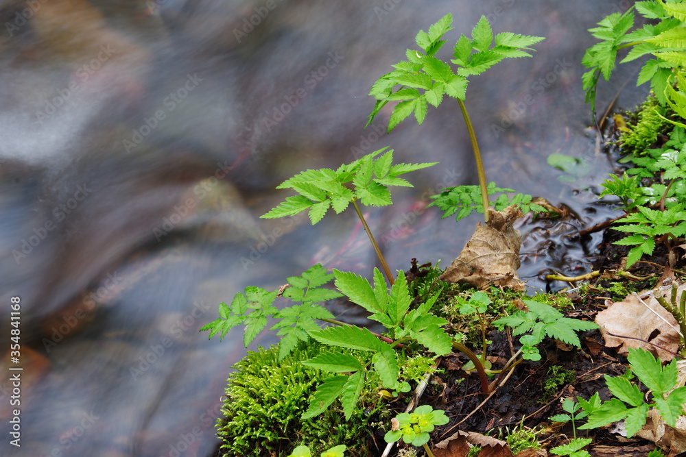 Obraz premium 渓流の横にある若い芽。初夏の森林で。北海道、日本。