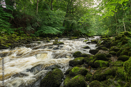 Wildbach  Wald 