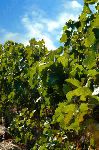 Campo de viñas para producción de vino photo
