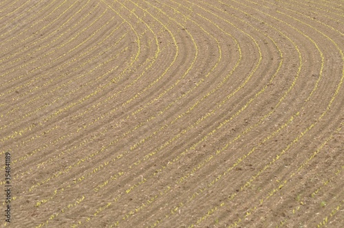 Corn field in Brittany