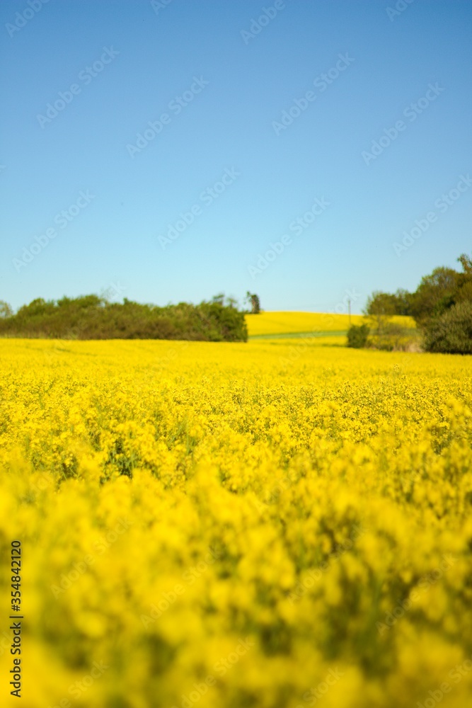 Yellow field of flowring oilseed rape (colza)