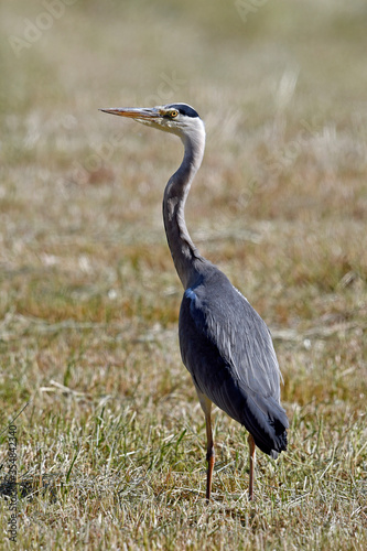 Grey heron (Ardea cinerea) on a freshly mown field / Graureiher (Ardea cinerea) auf einem frisch gemähten Feld photo