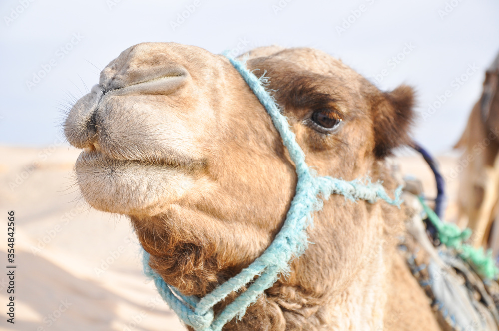 Obraz premium Camel. Close-up portrait of a camel living in the desert.