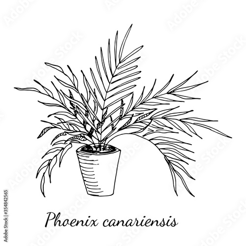 Phoenix canariensis palm home plant in pot with long leaves isolated on white background. Vector hand drawn sketch illustration in doodle outline style. House flower, cozy home, decoration, gift.