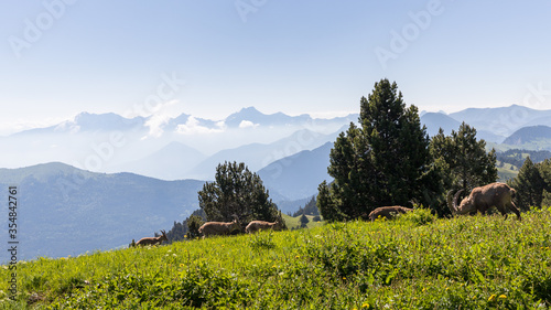 landscape of the high plateaus of the South Vercors, Combeau valley, France