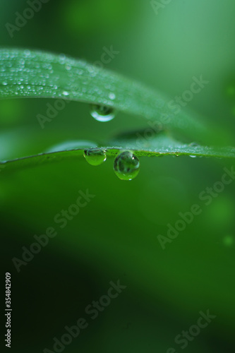 Dew drops on the grass And have a dark and light green backdrop alternately