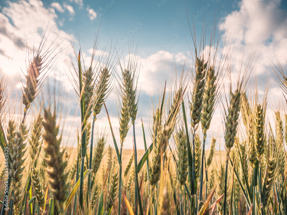 Naklejka premium field of wheat - green