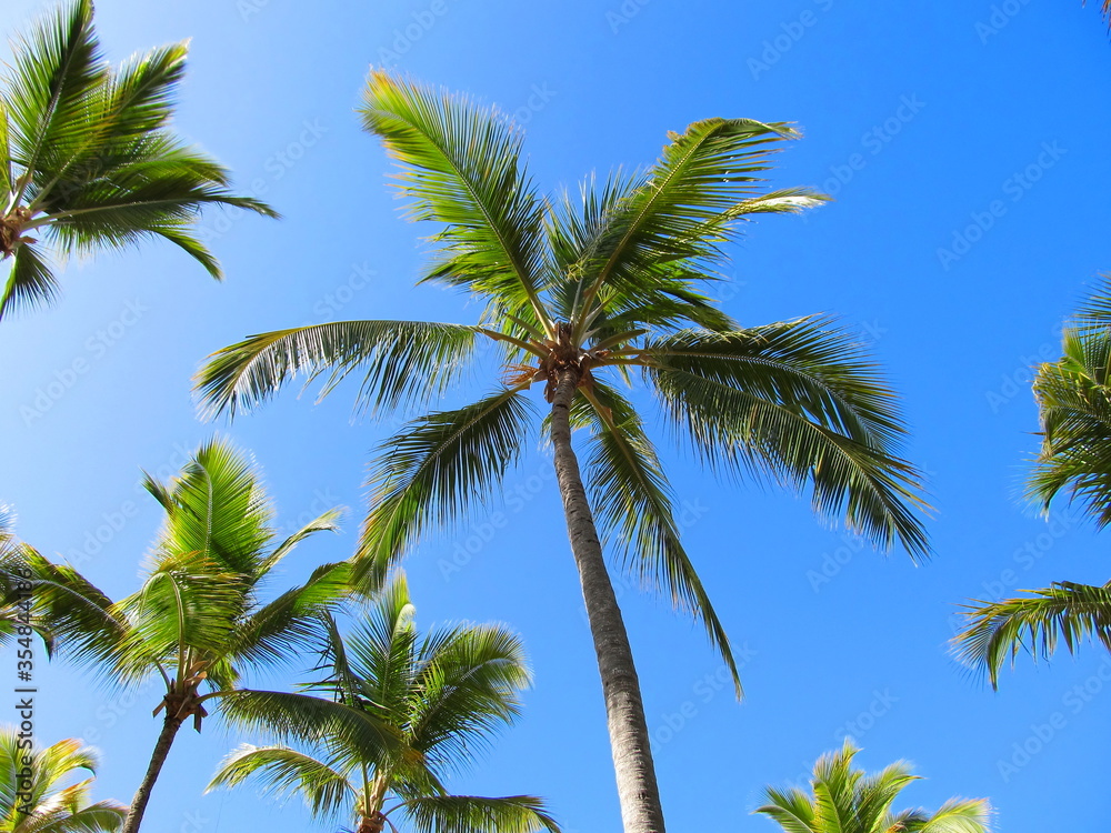 Palms of Punta Cana under the sun of the Dominican Republic