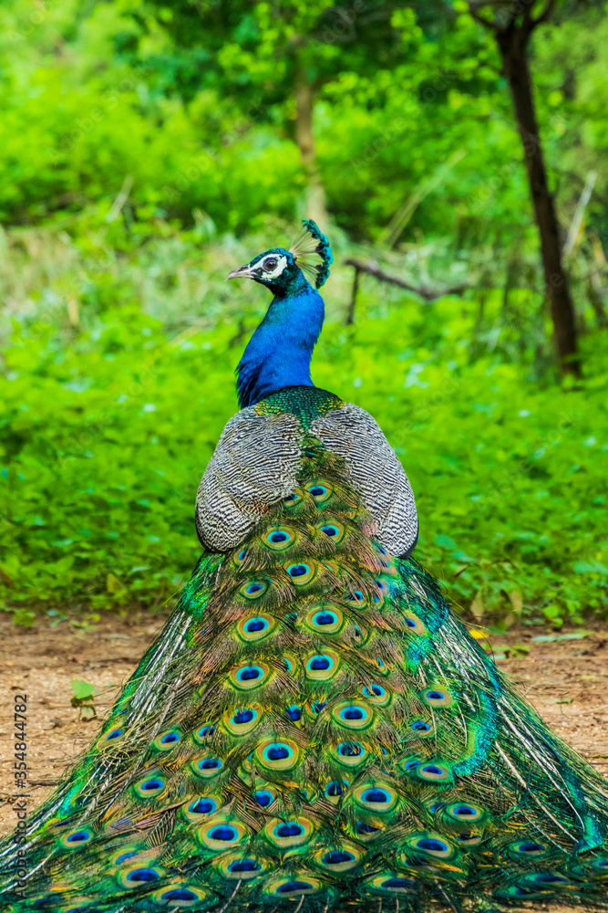 Obraz premium A peacock sitting with its feathers spread