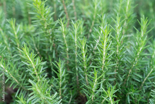 Rosemary in herb garden ,macro close up leaf
