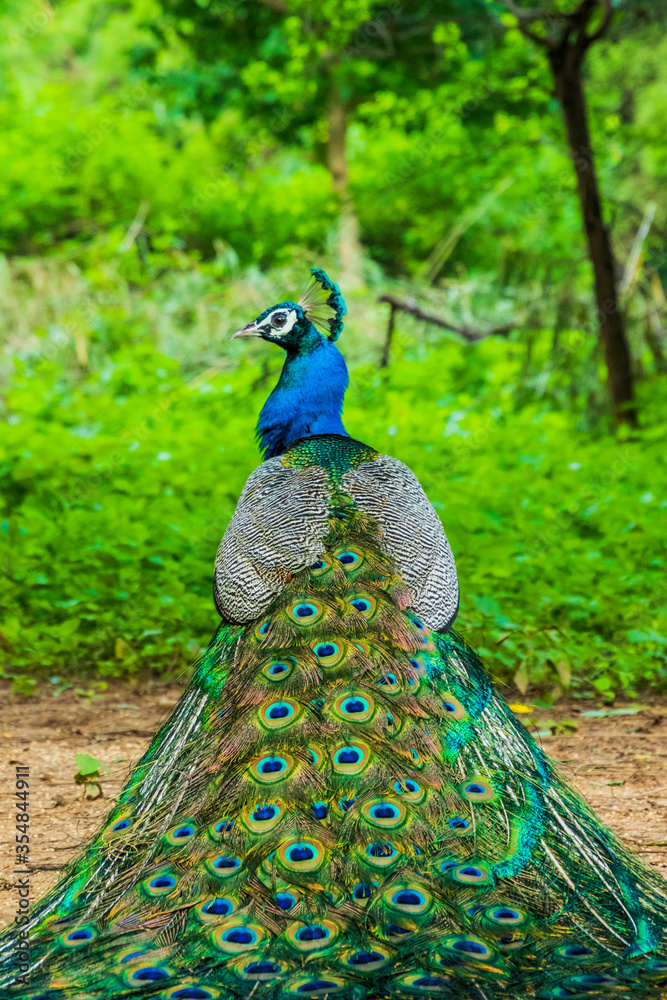 Obraz premium A peacock sitting with its feathers spread