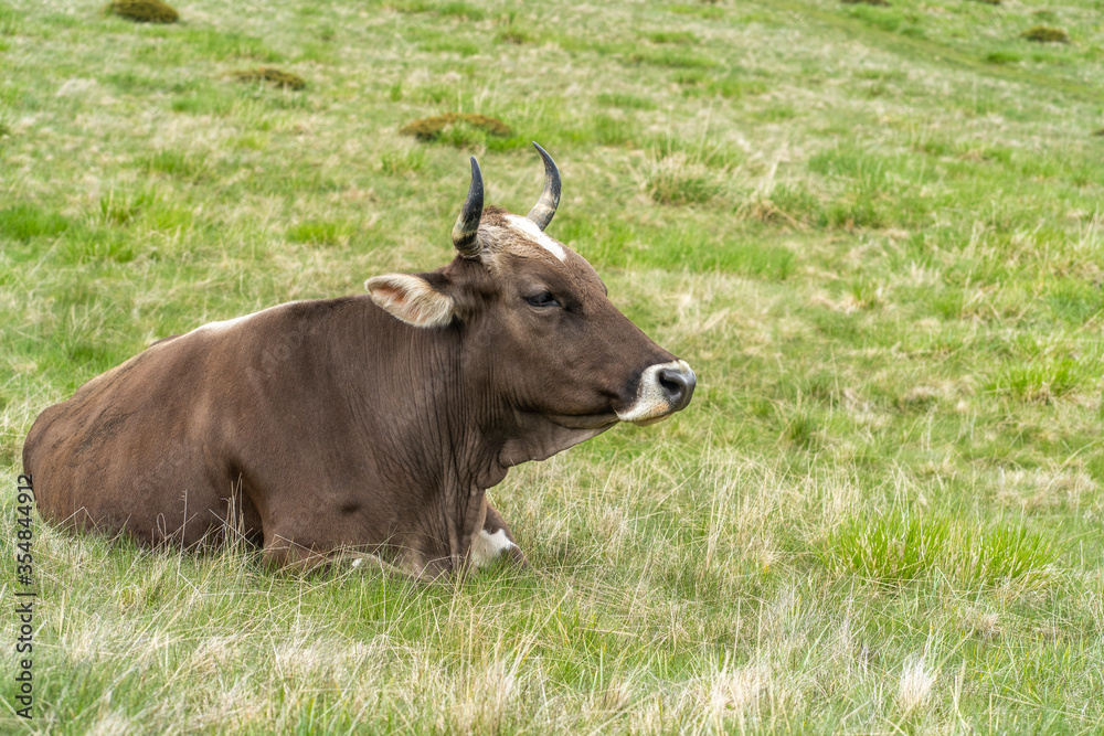 European milking cow sitting down on a grassy meadow with green and fat grass. Beef consumption in Europe and in the world. Copy space. European milking cow sitting down on a grassy meadow with green and fat grass. Beef consumption in Europe and in the world. Copy space.