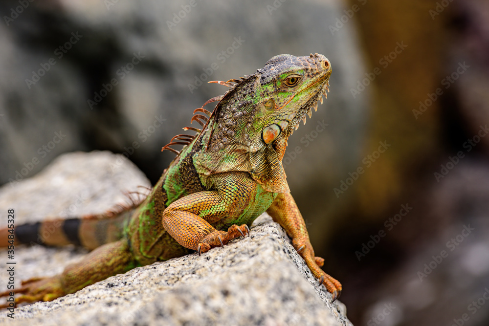 Green iguana also known as the American iguana is a lizard reptile in the genus Iguana in the iguana family. Green iguana also known as the American iguana is a lizard reptile in the genus Iguana in the iguana family.