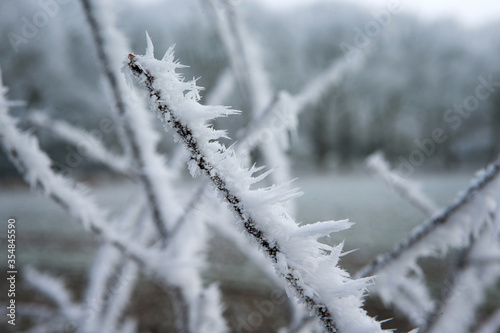 Winter. Snow. Frost.  Maatschappij van Weldadigheid Frederiksoord. Drenthe. Netherlands. Ripe on wire. © A