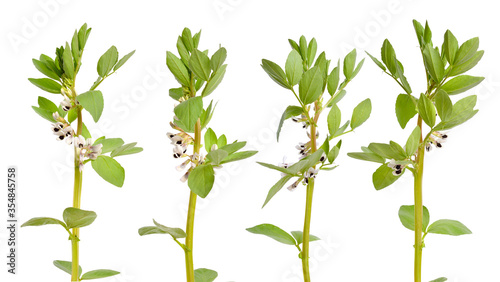 Bild auf Leinwand Vicia faba broad bean, fava bean, or faba bean, cover crop Horse bean