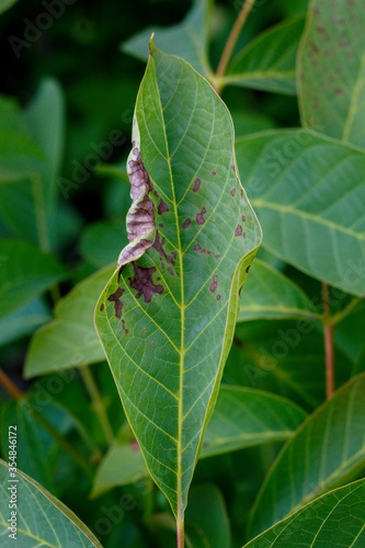 Walnut Leaves Affected With Disease 