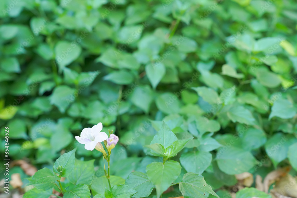 Justicia gangetica with white flower on green leaves background Justicia gangetica with white flower on green leaves background