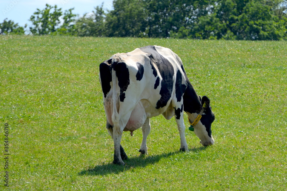 Kühe auf einer Weide