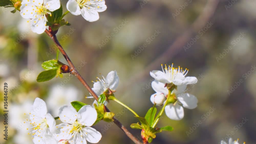White cherry blossoms on a natural background. Selective focus