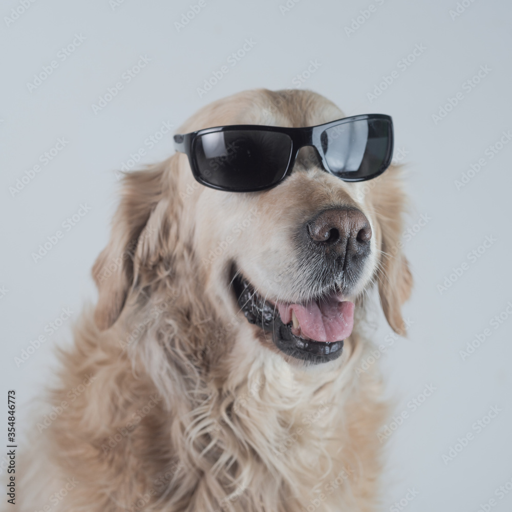 Retrato perro de raza Golden retriever  con gafas